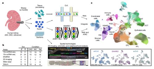 腎臟研究新突破 科學家構建最大規模腎臟細胞圖譜，實現五年腎功能預測